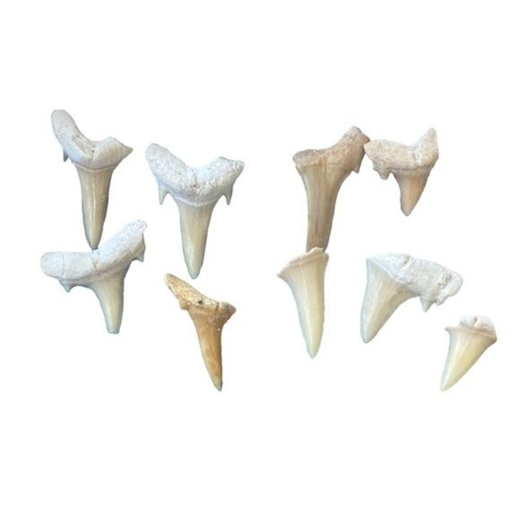 Sharks Teeth Fossils - Picture 2 of 6
